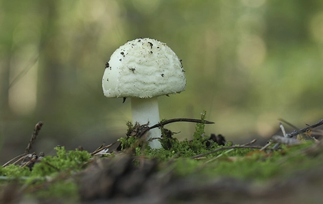 Myths about the penis